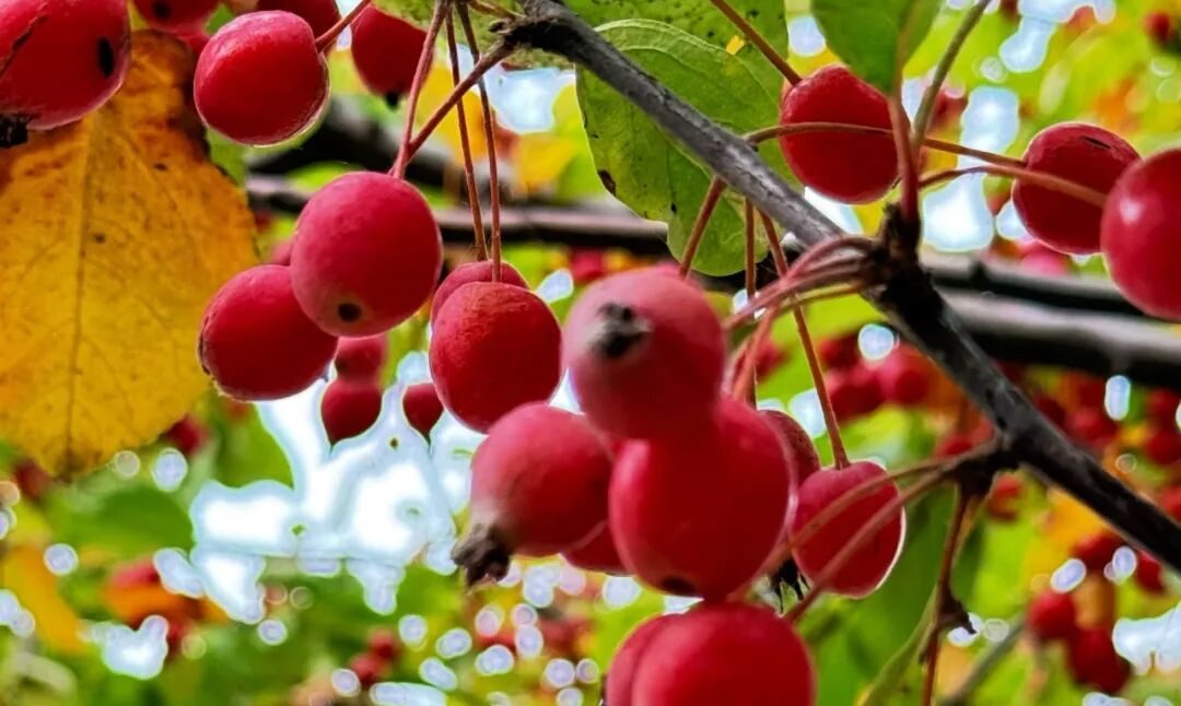 “文化+”大于“互联网+”