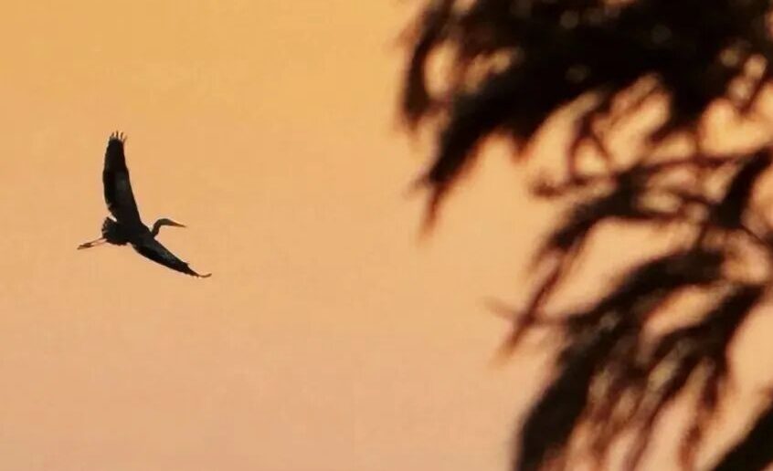 【冀州礼乐共学】12月冀州礼乐共学周公告