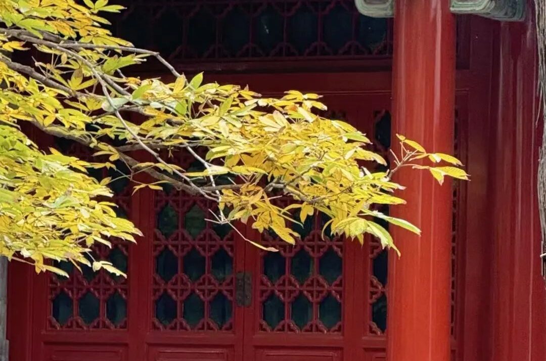 看见生命的翅膀——天地大情，礼乐大义