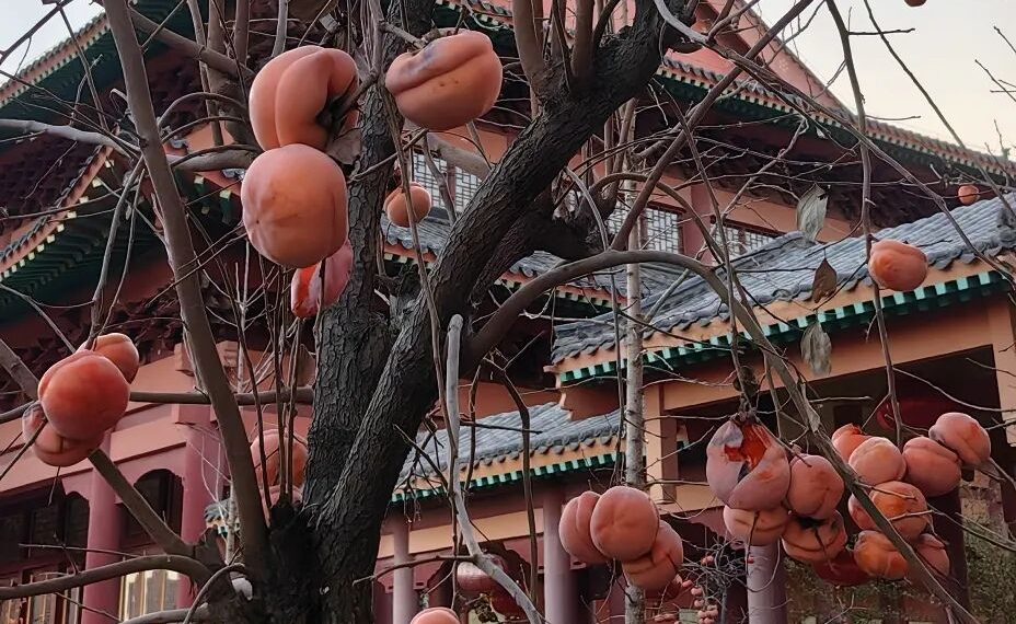 礼乐大家庭很重要！