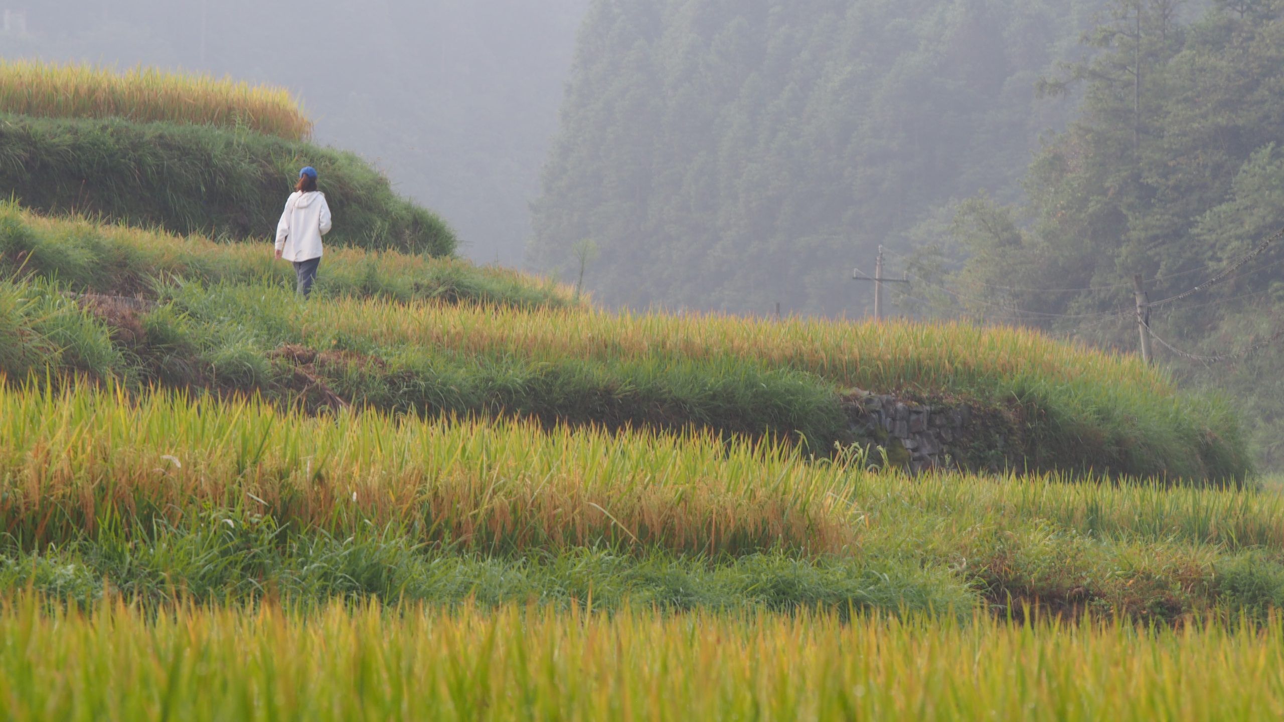 【大美游学】相携有夸父，大美云贵行！（贵阳·修文·遵义·昆明·地扪2026年1月19日-1月30日）