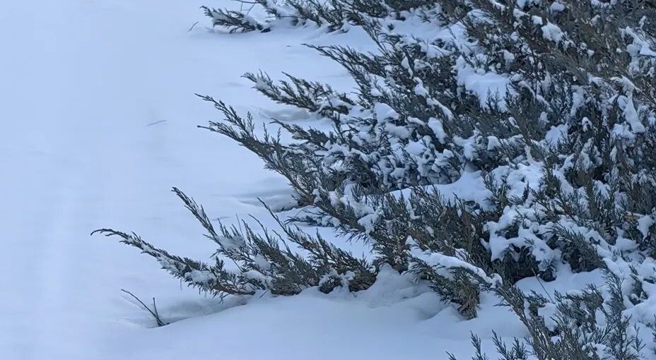 文明是从最柔弱的地方长出来的