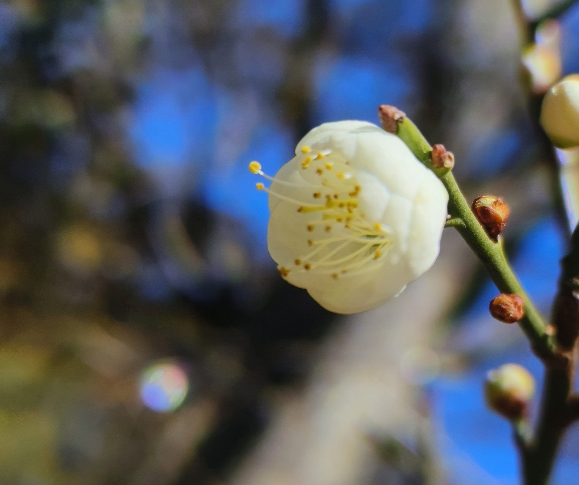“因为你来到，山上的花都开了！”