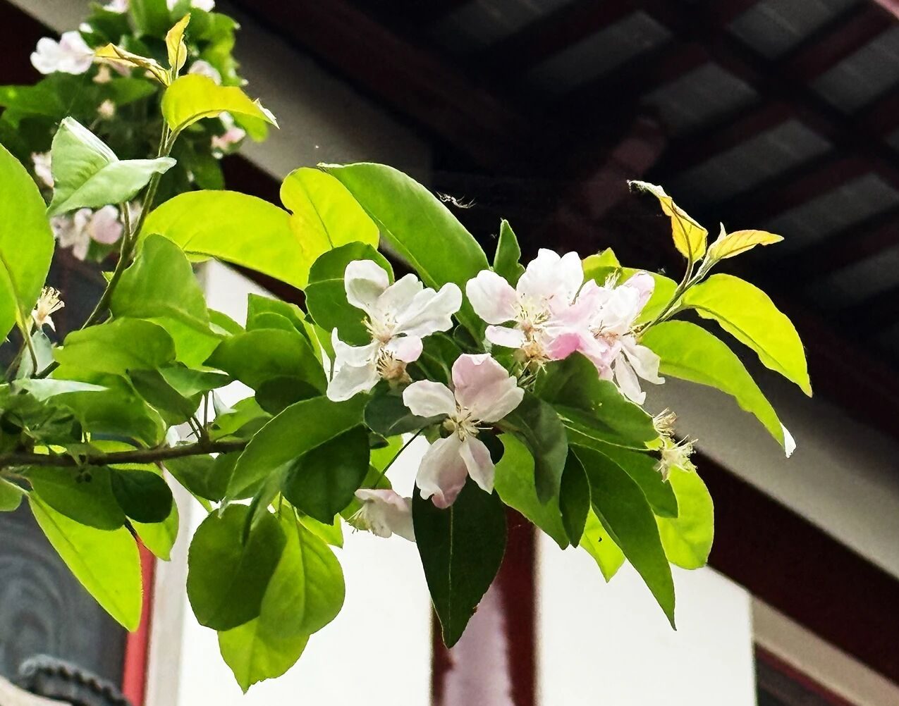 「五一冀州·礼乐共学营」 | 2026年5月1日-5月5日·河北冀州“大美之家”