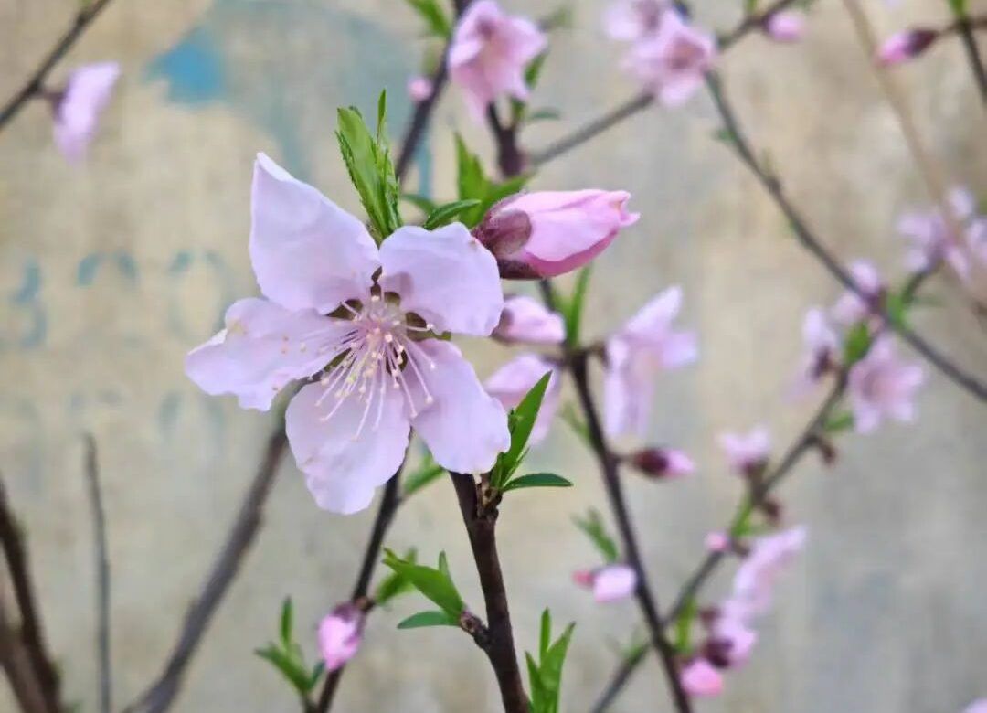 吉光片语 | 大美行者的自我书写（2026年3月3日-4日）