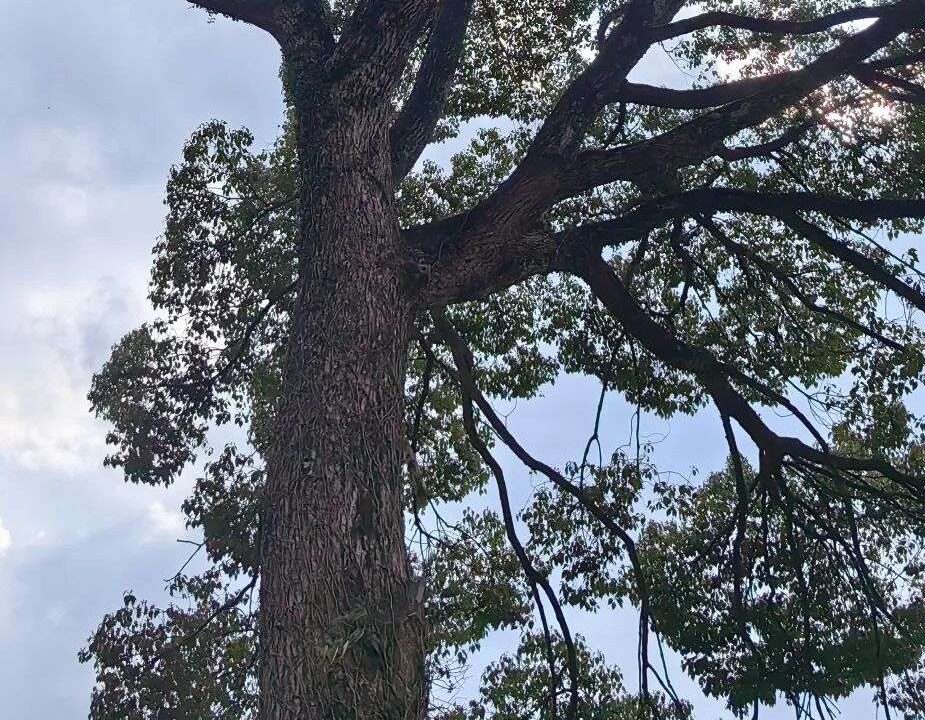 教育的“长期主义”？