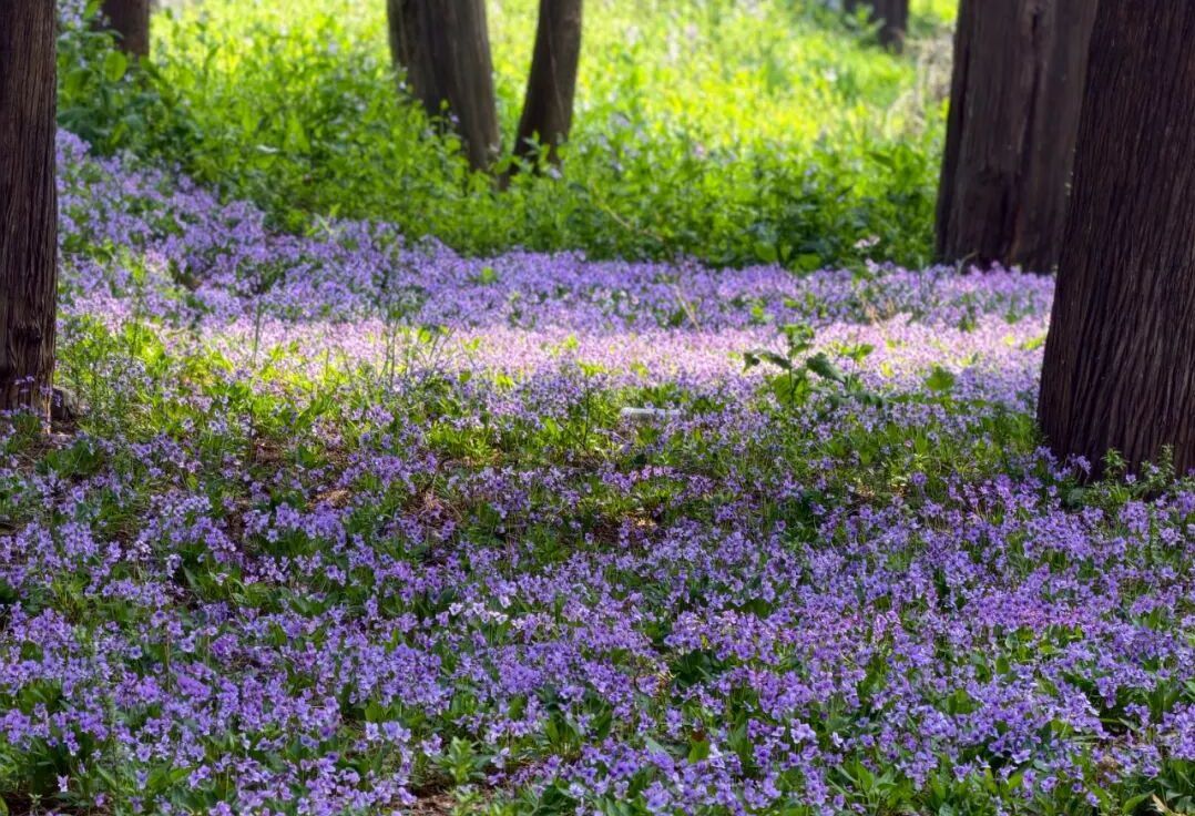学员分享 | 济南-曲阜礼乐研学（2026年3月24日-25日）